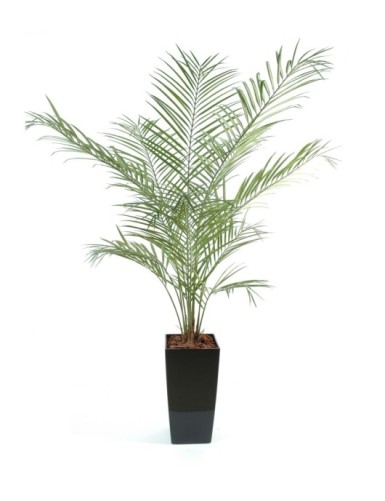 KENTIA PALME NEW PALM IN KUBIS