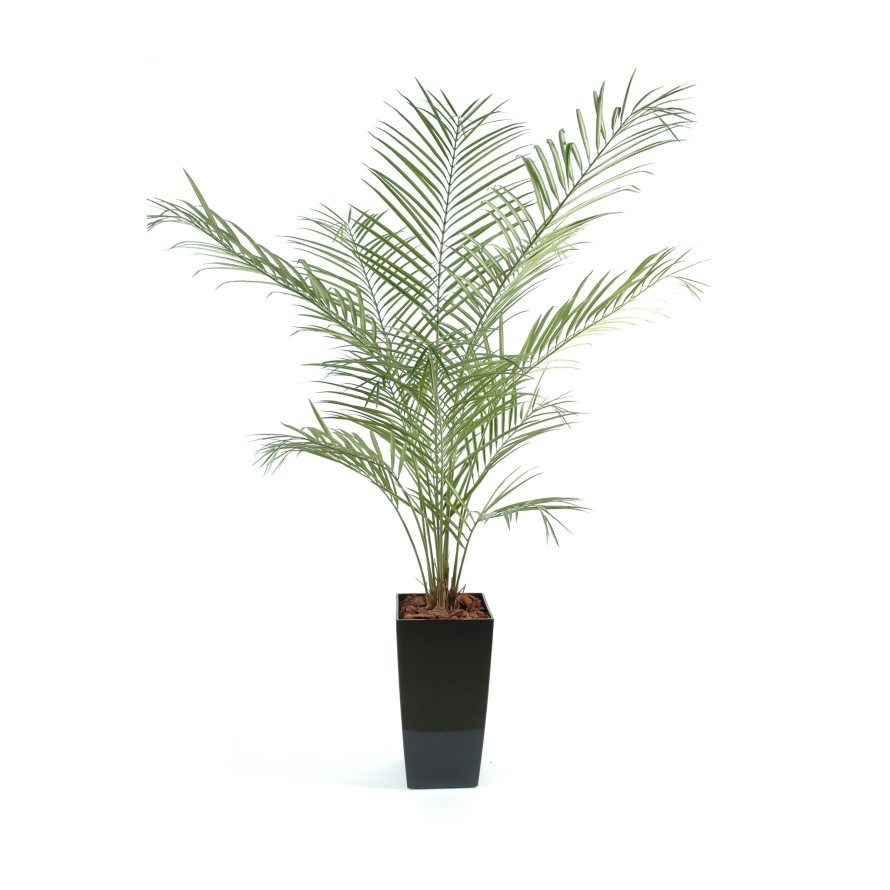 KENTIA PALMERA NEW EN KUBIS