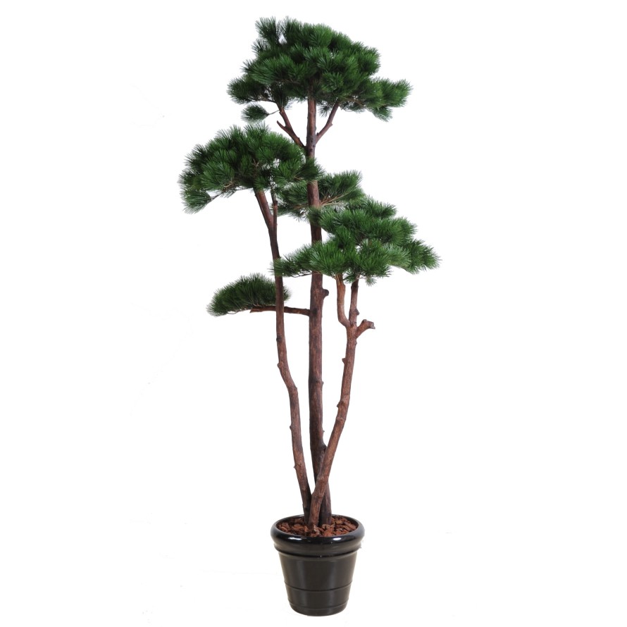 PINE MULTIPLE 250