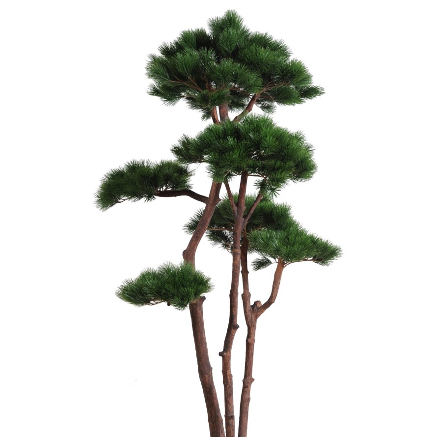 PINE MULTIPLE 250