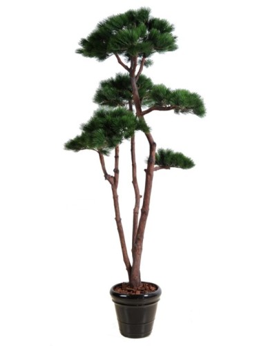 PINE MULTIPLE 250
