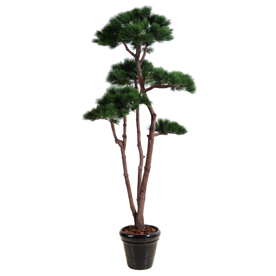 PINE MULTIPLE 250