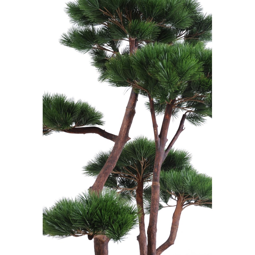 PINE MULTIPLE 250