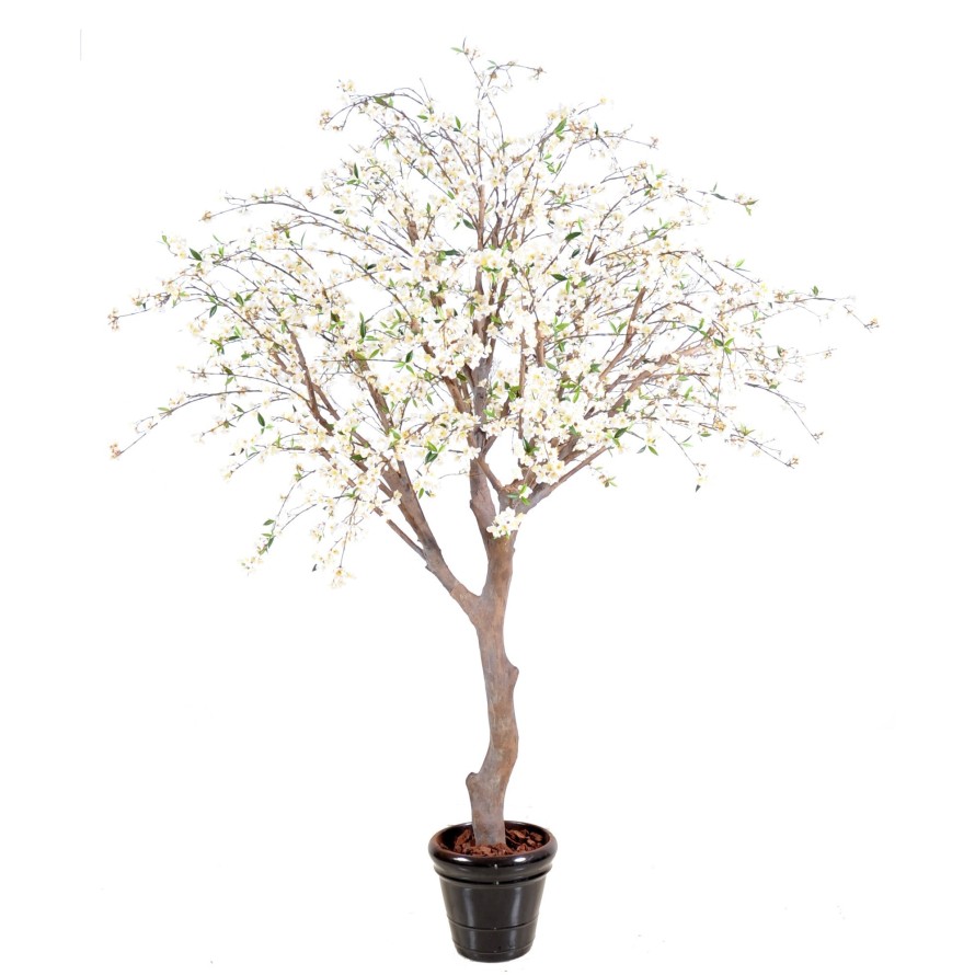 BLÜTENKIRSCHE NEW GROSS