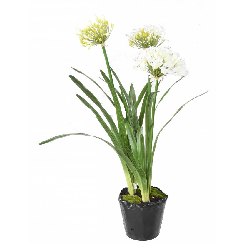 AFRICAN LILY BALLED