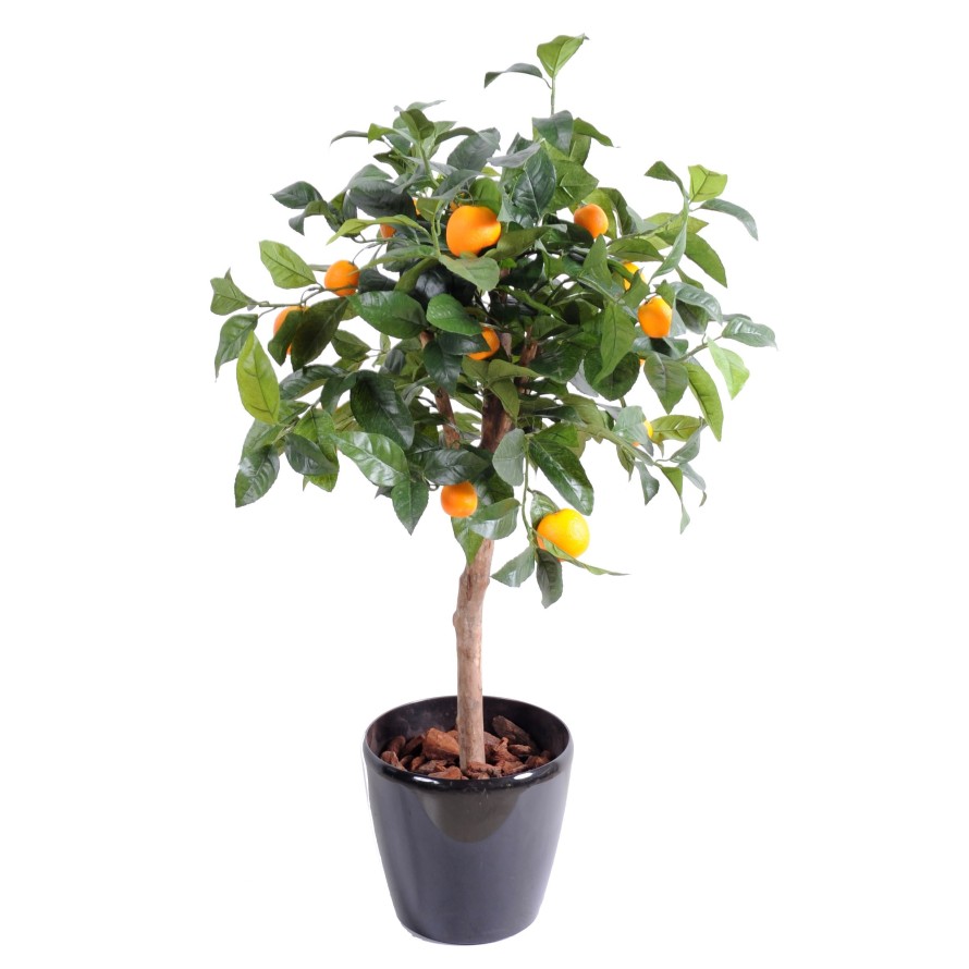 ORANGENBAUM Krone 85 cm DURCHM. 50