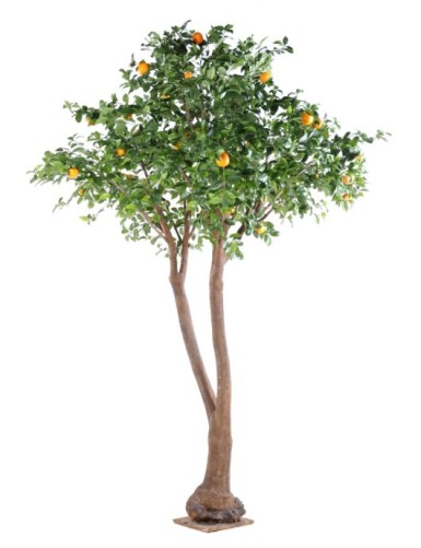 ORANGENBAUM DOPPELT
