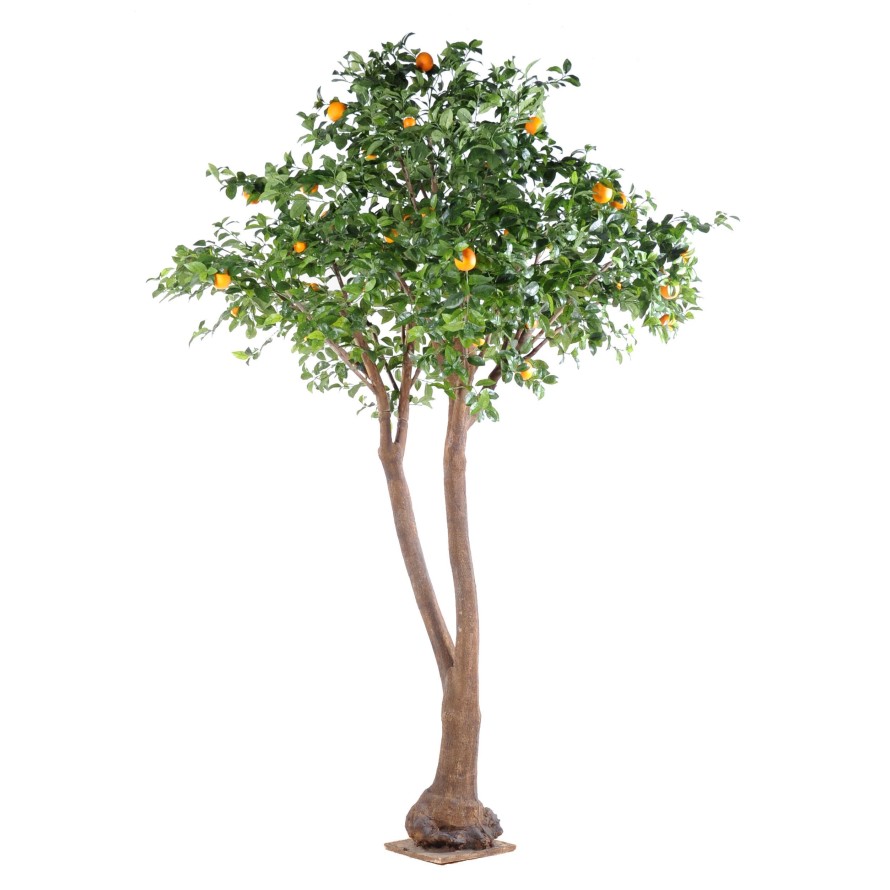ORANGENBAUM DOPPELT