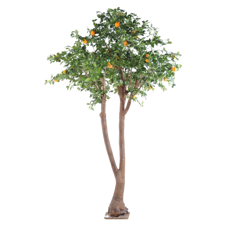 ORANGENBAUM DOPPELT