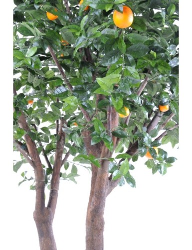 NARANJO ÁRBOL DOBLE