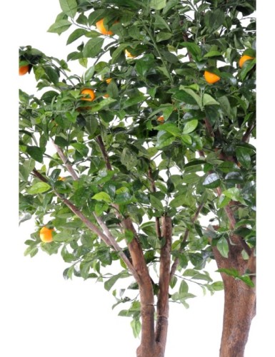 ORANGENBAUM DOPPELT