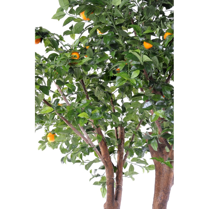 ORANGENBAUM DOPPELT