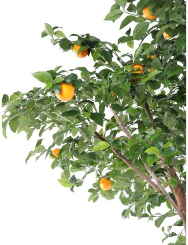 NARANJO ÁRBOL DOBLE