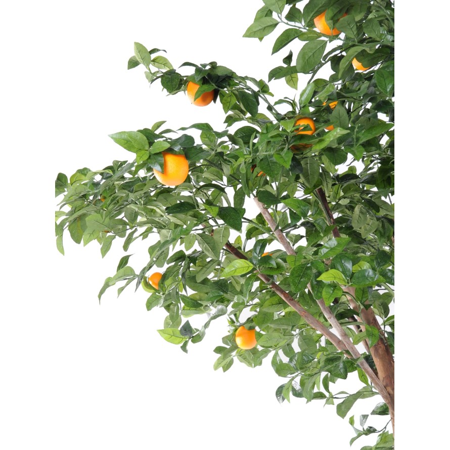 ORANGENBAUM DOPPELT