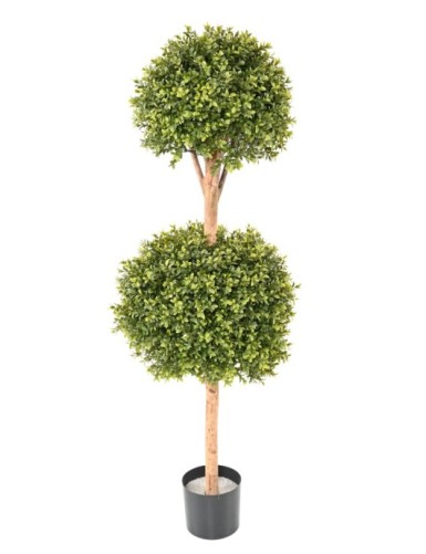 BUCHSBAUM STAMM DOPPELKUGEL...