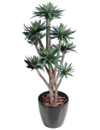 AGAVE *9 105 CM