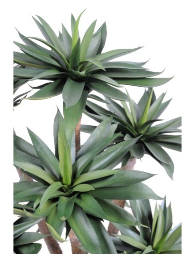 AGAVE *9 105 CM