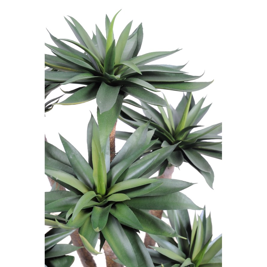 AGAVE *9 105 CM