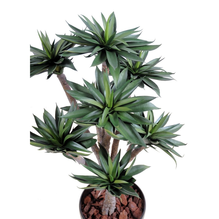 AGAVE *9 105 CM
