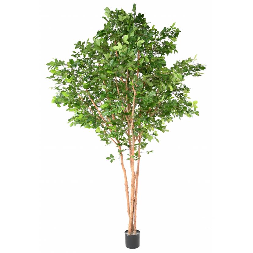 PEDESTAL GRANDIFOLIA TREE 350