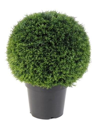 CIPRÉS ESFERA EN MACETA