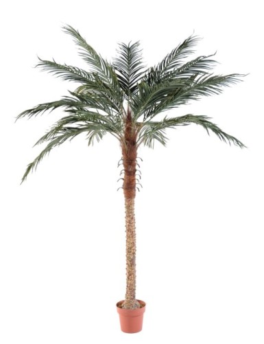 PHOENIX PALME mit Topf