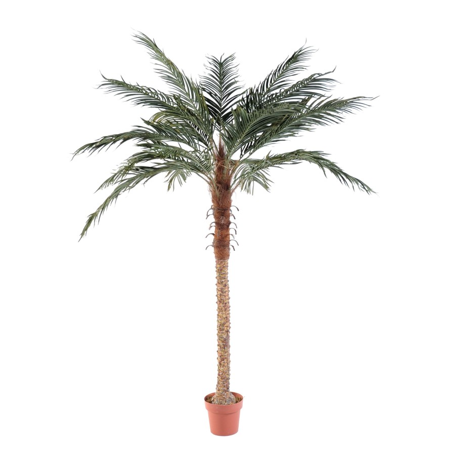 PALMERA PHOENIX con maceta