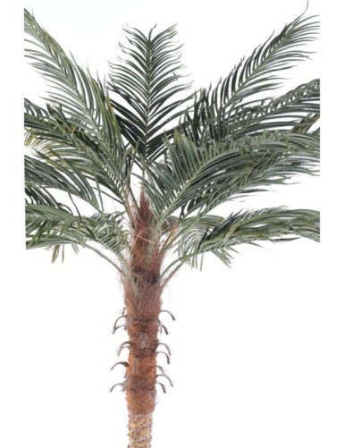 PHOENIX PALME mit Topf