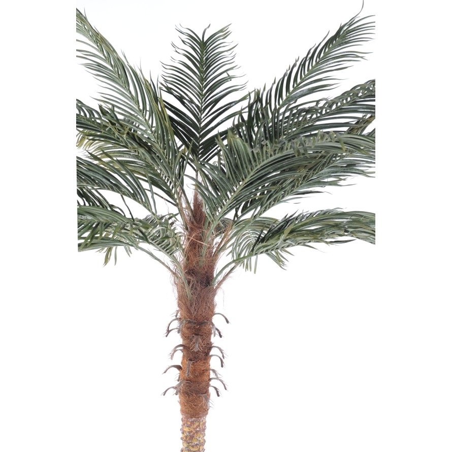 PALMERA PHOENIX con maceta