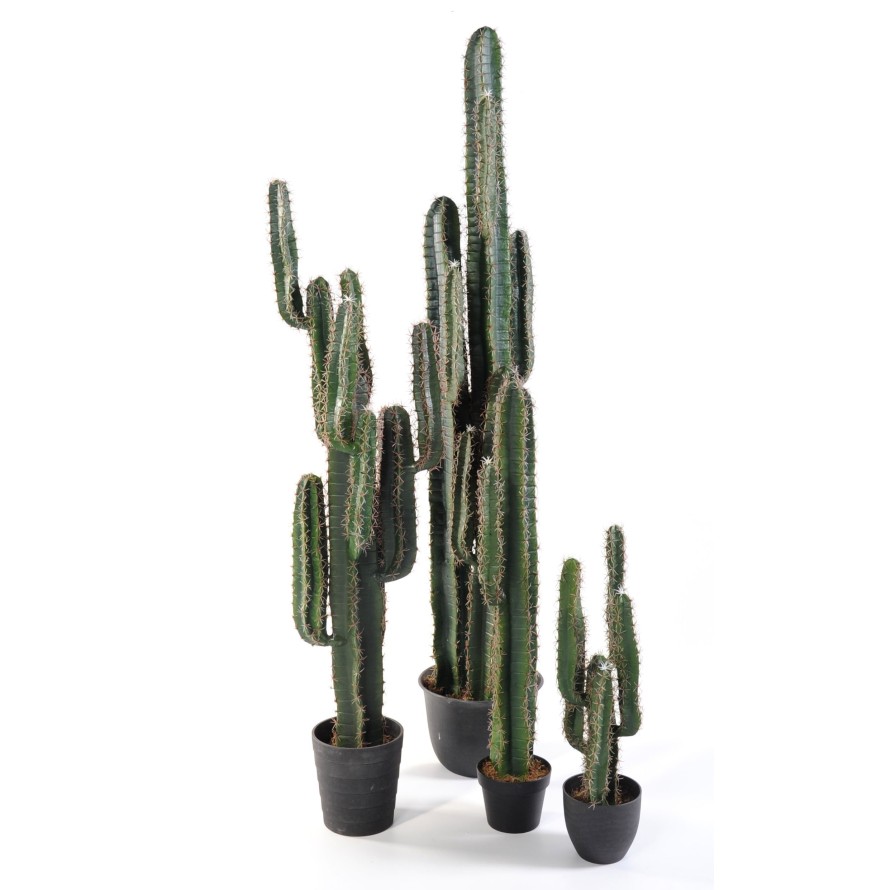 CACTUS DEDO