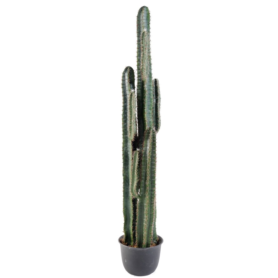 CACTUS DEDO
