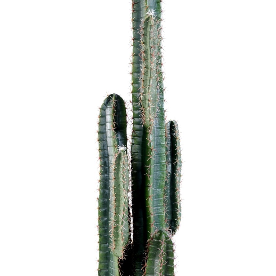 CACTUS DEDO