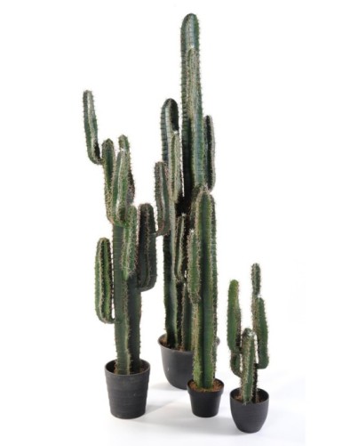 CACTUS DEDO
