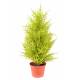 Juniperus artificiel (cupressus macrocarpa gold)