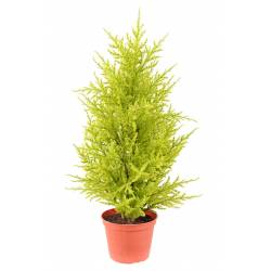 Juniperus artificiel (cupressus macrocarpa gold)