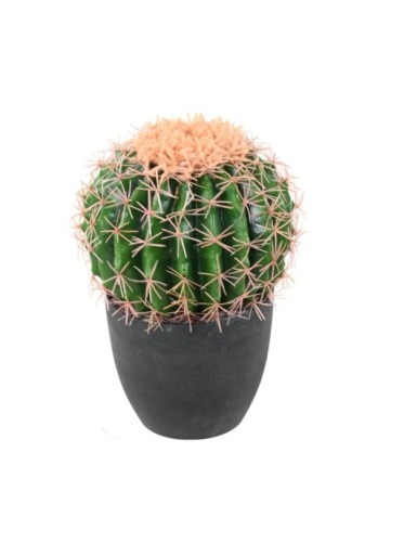 KAKTUS ECHINO