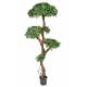 Podocarpus artificial TREE