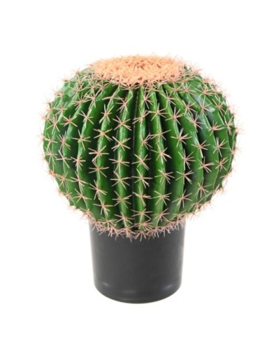 KAKTUS ECHINO