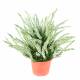 Bruyere artificial LARGE POTTED