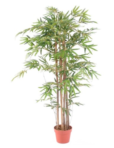 BAMBÚ ORIENTAL ECO 2