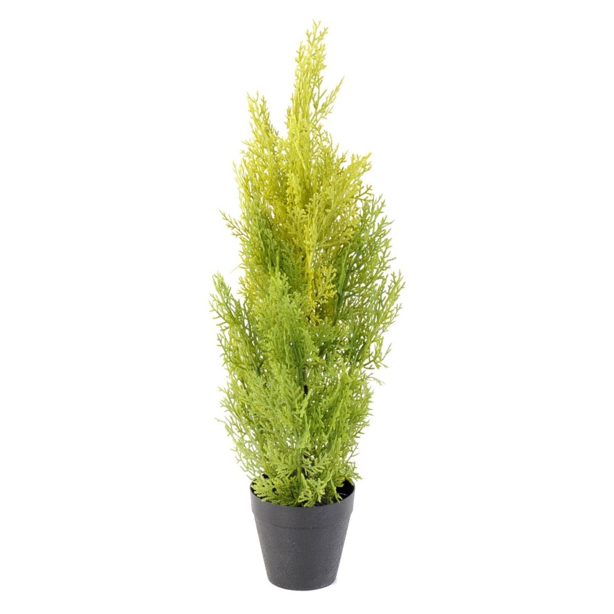 CYPRESS (juniperus vj) MINI NEW