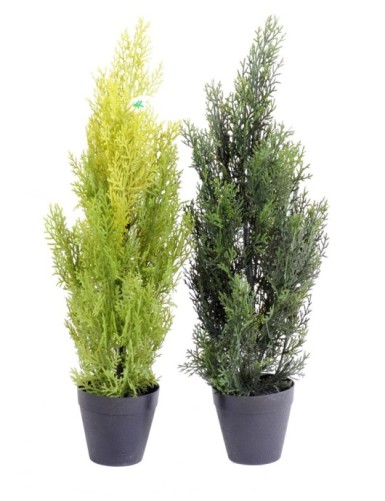 CYPRESS (juniperus vj) MINI NEW