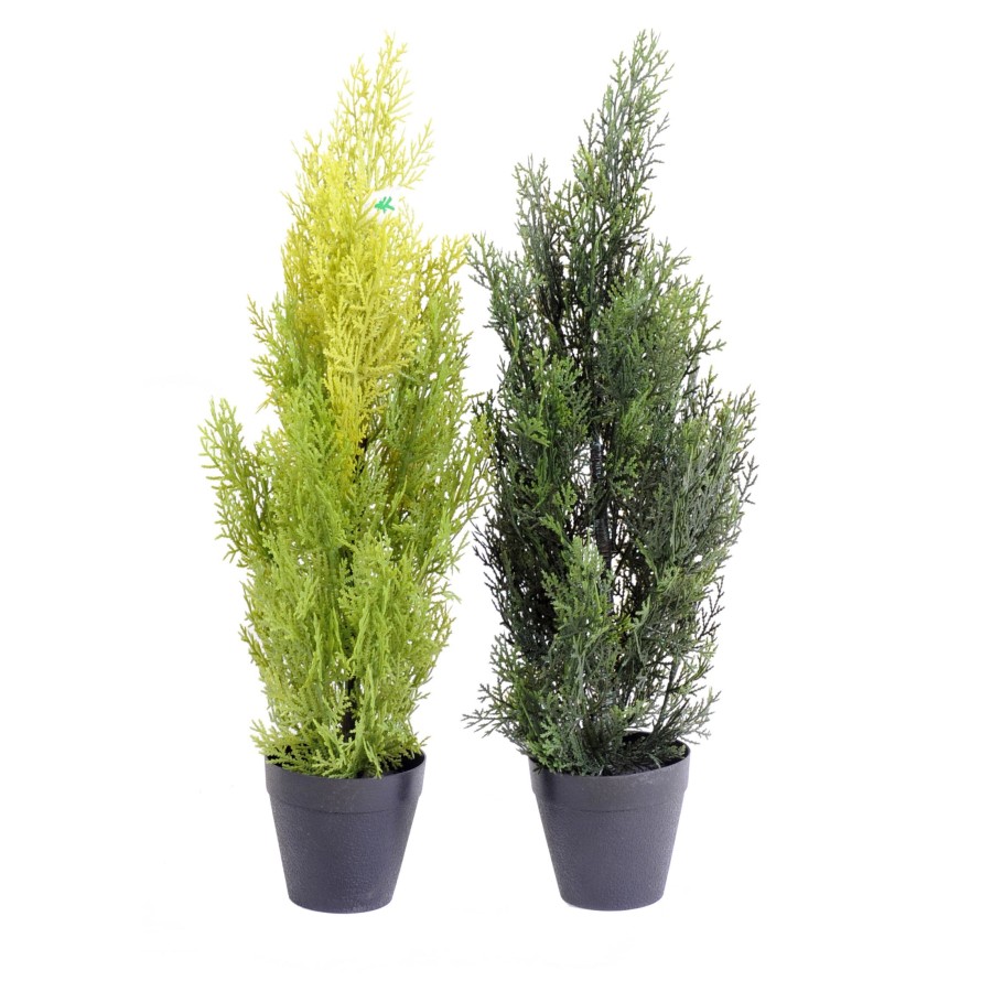 CYPRESS (juniperus vj) MINI NEW