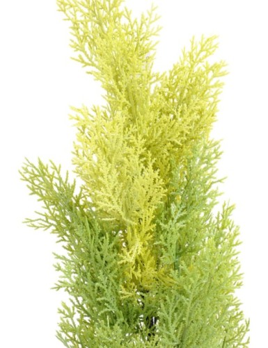 CYPRESS (juniperus vj) MINI NEW