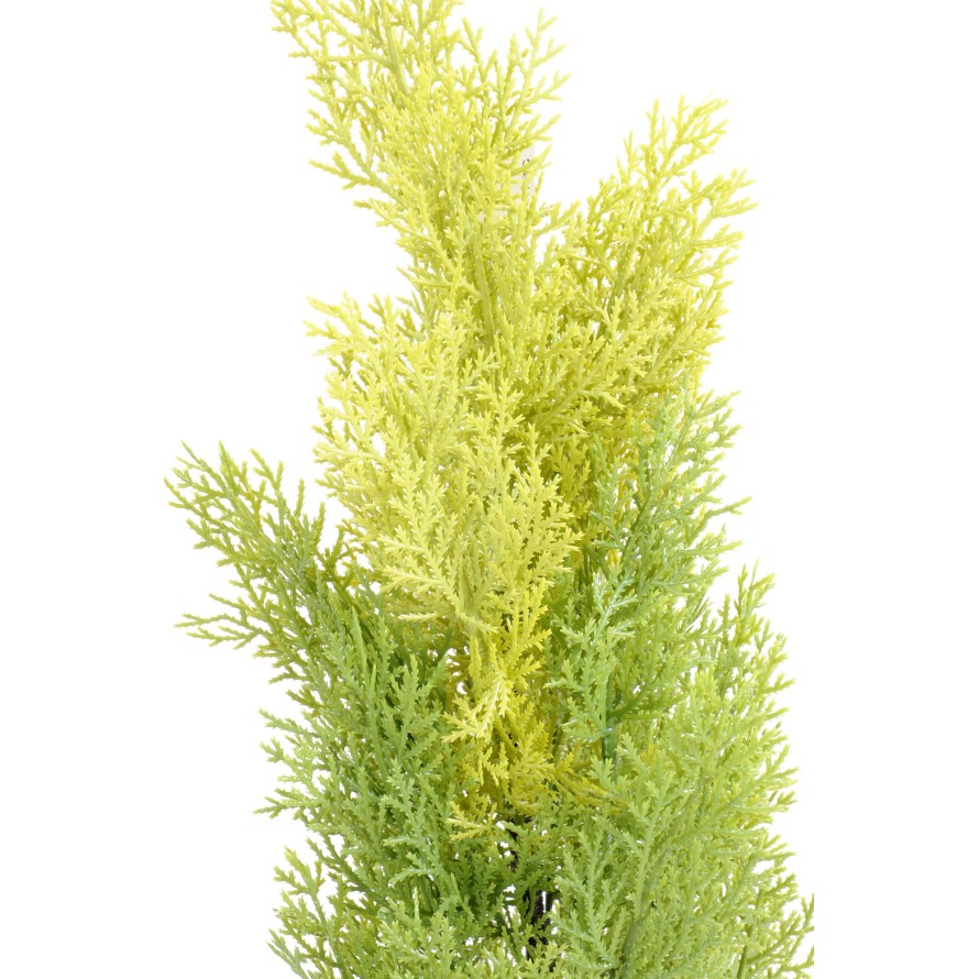 CYPRESS (juniperus vj) MINI NEW