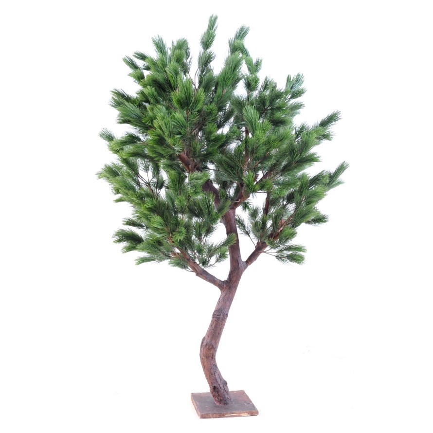 PINO Austriaco LARGE