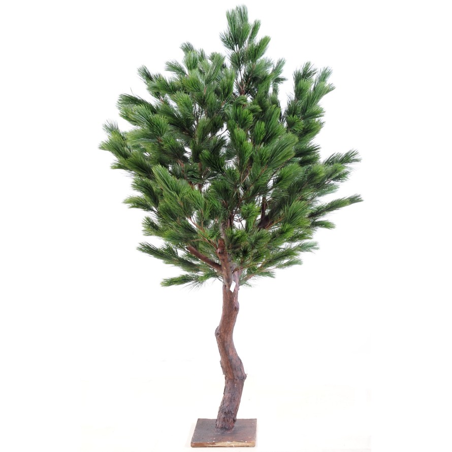 PINO Austriaco LARGE