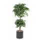 FICUS DOUBLE BALL-IN-CYLINDER FIBER