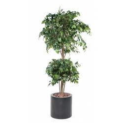 FICUS Artificial DOUBLE BALL-IN-CYLINDER FIBER
