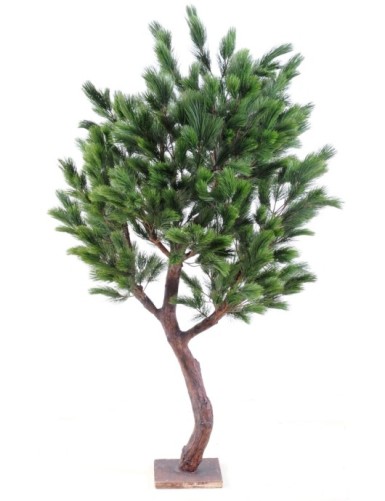 PINO Austriaco LARGE